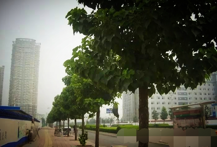 图片10_看图王.jpg