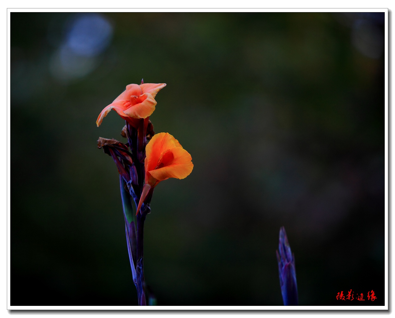 IMG_4267.jpg